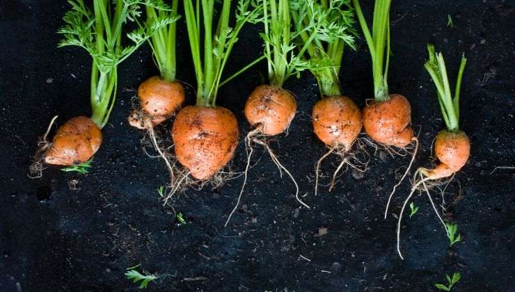 Coltivare carote in casa
