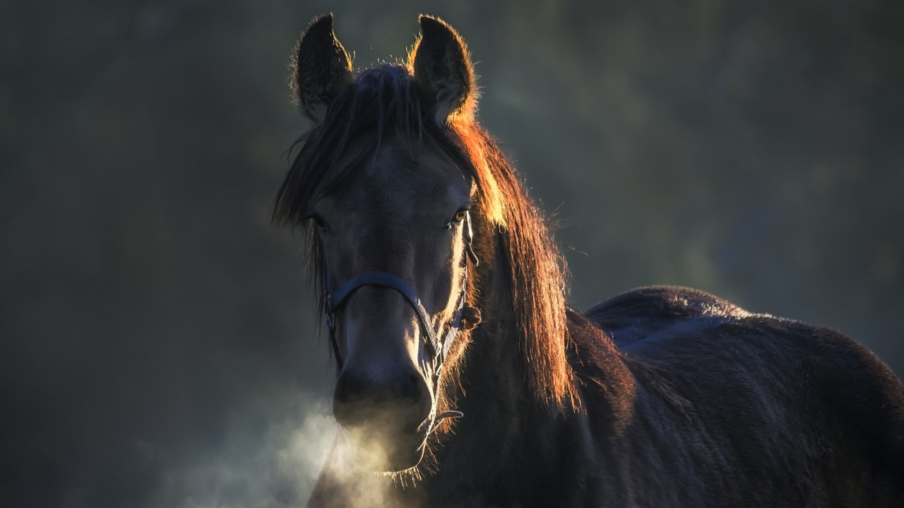 Cavallo (Pixabay)