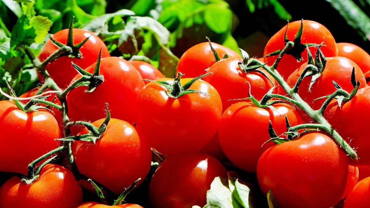 Pomodori contaminati (pixabay)