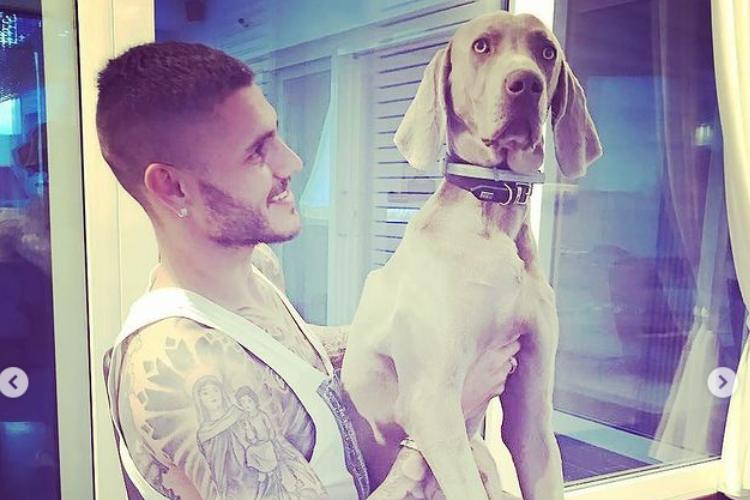 icardi cane weimanaer coco