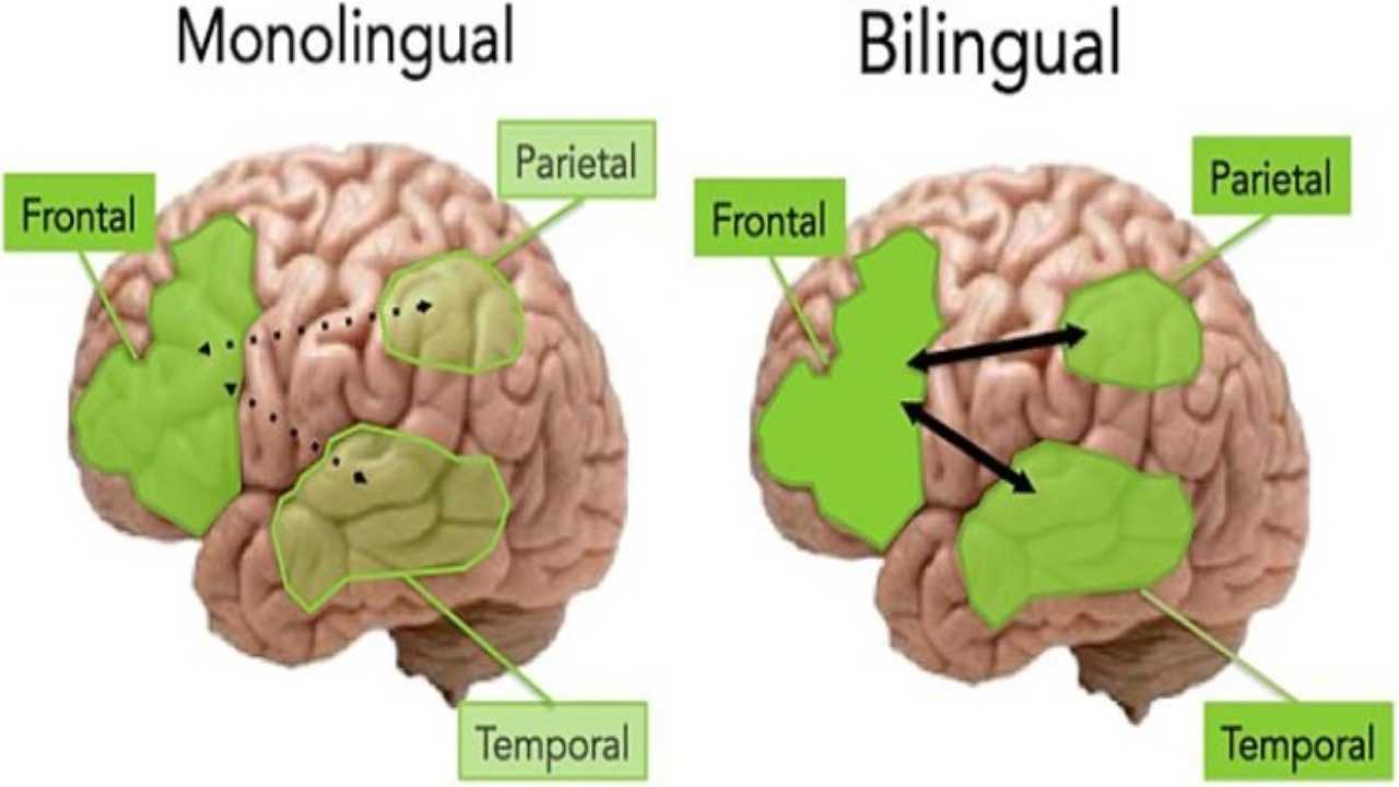 cervello bilingue 