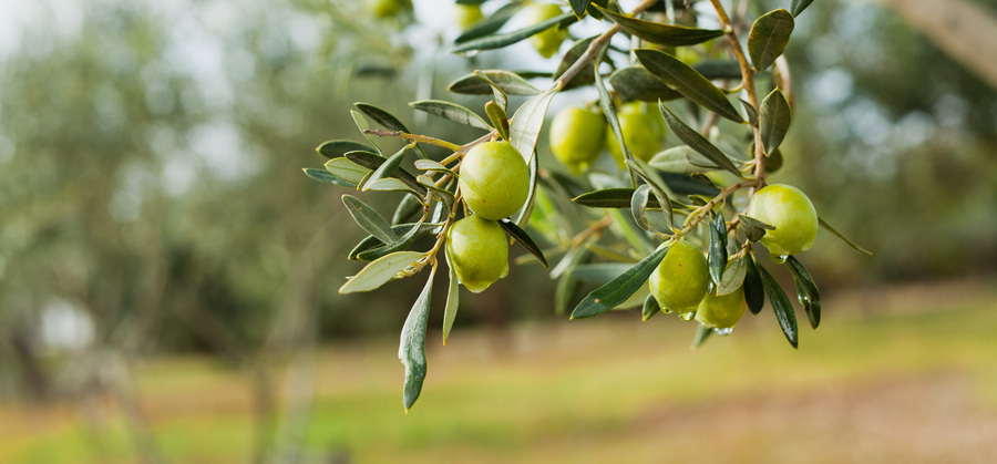 Green,Olives,Tree