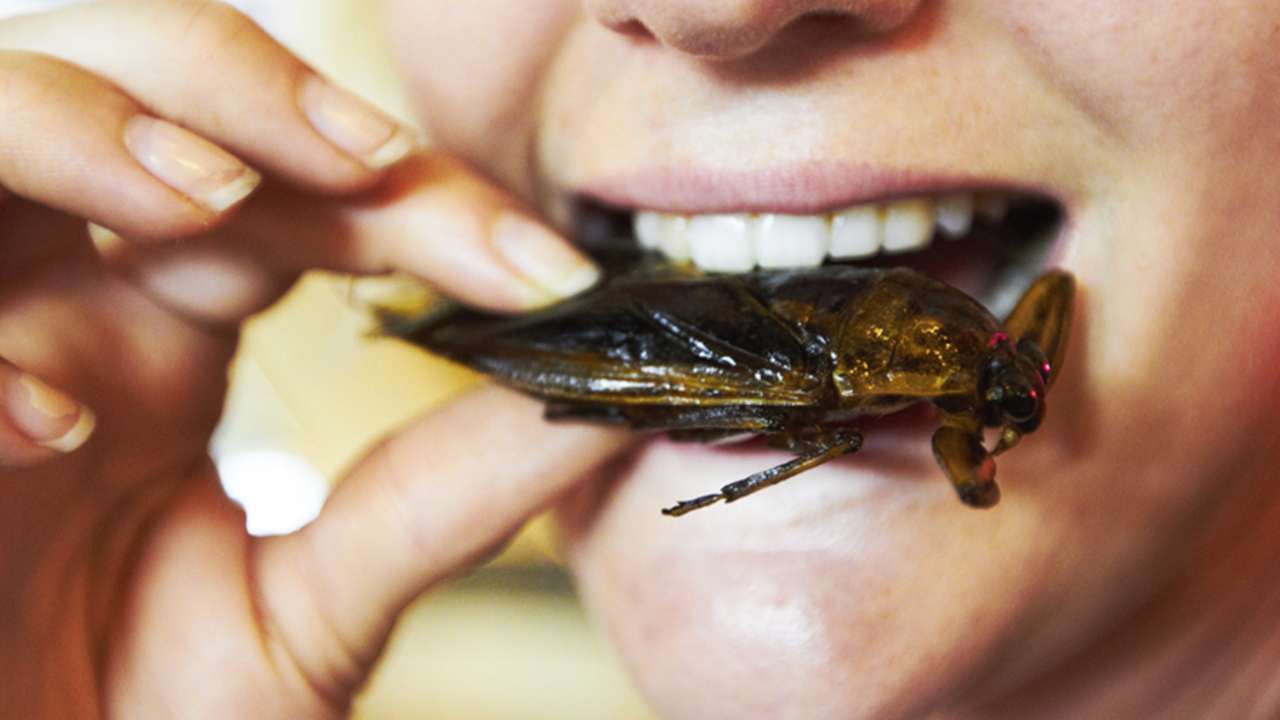 Mangiare insetti, ecco perché dovremmo mangiarli