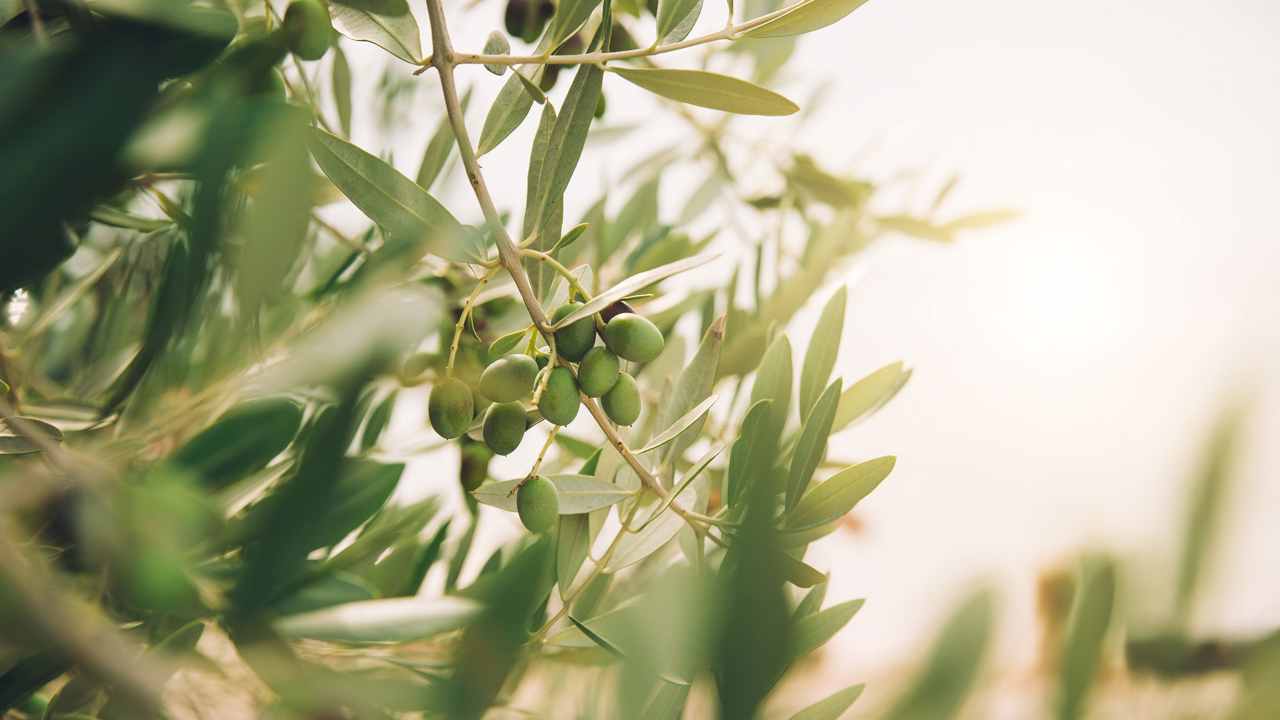 Olive (ph.olio dei Papi)