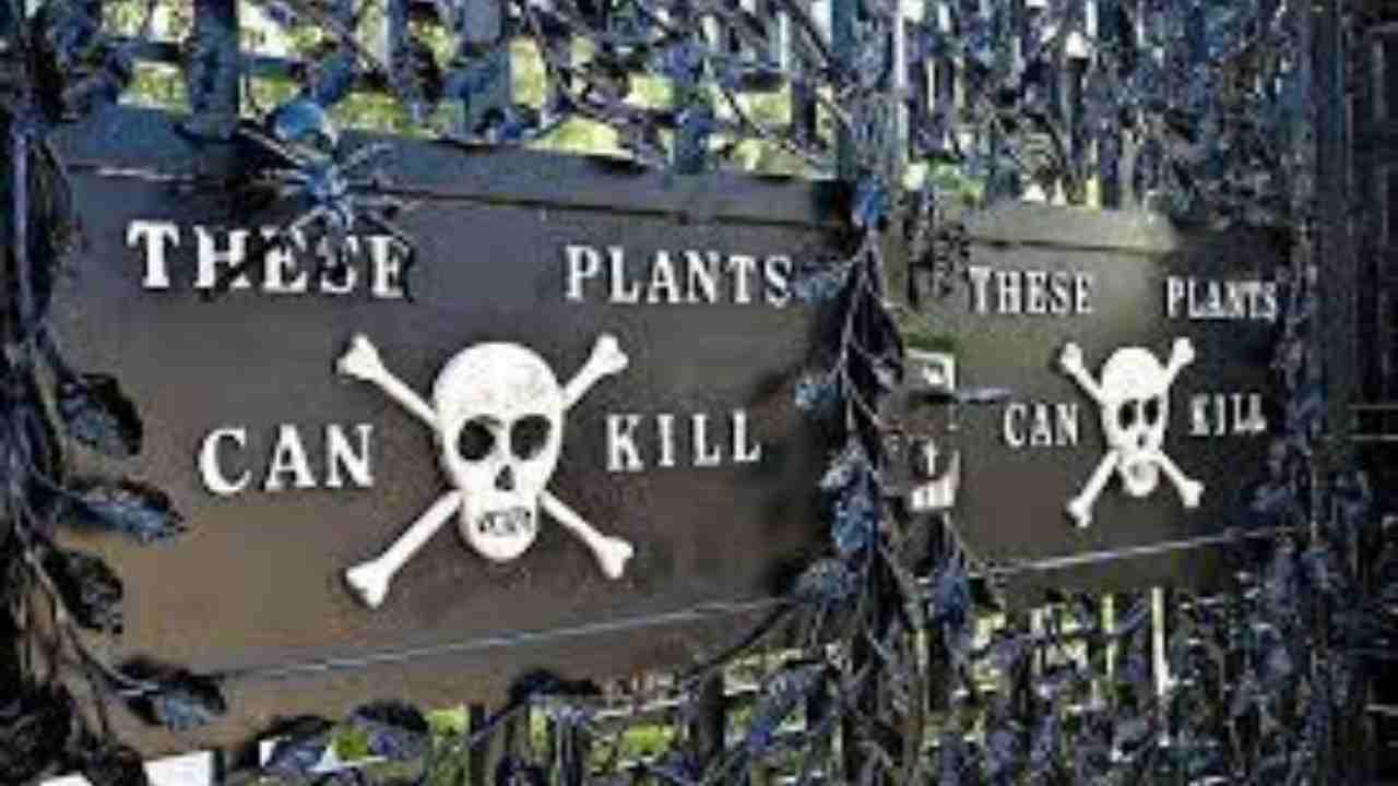 Poison Garden
