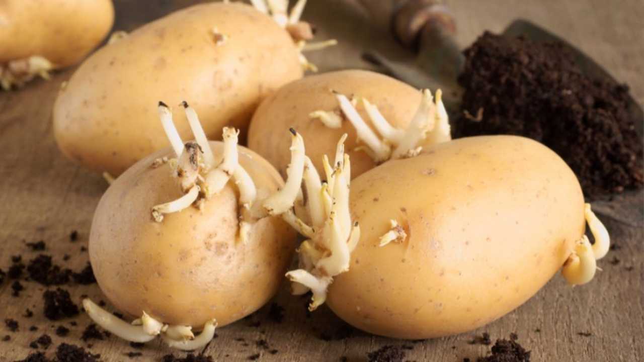 patate germogli