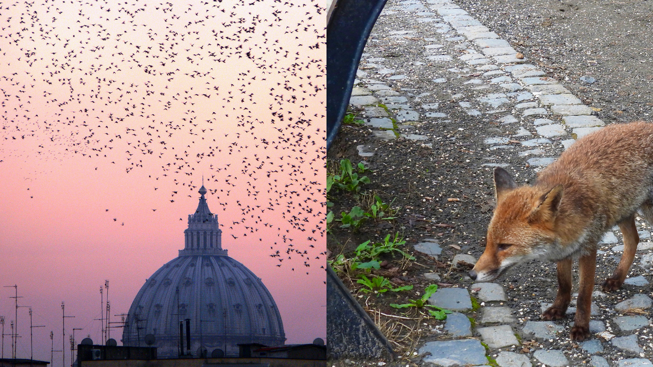 Biodiversità a Roma 