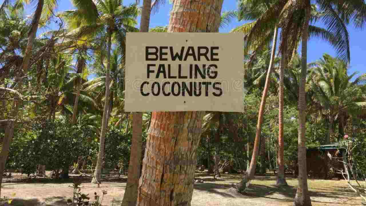 Caduta noci di cocco 