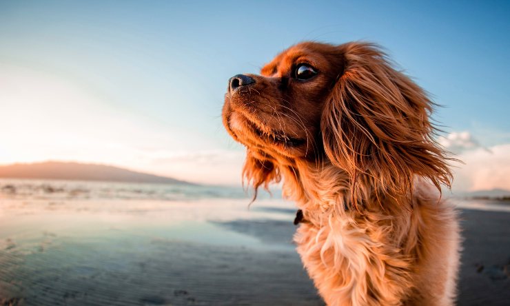 Cane in spiaggia 20220627