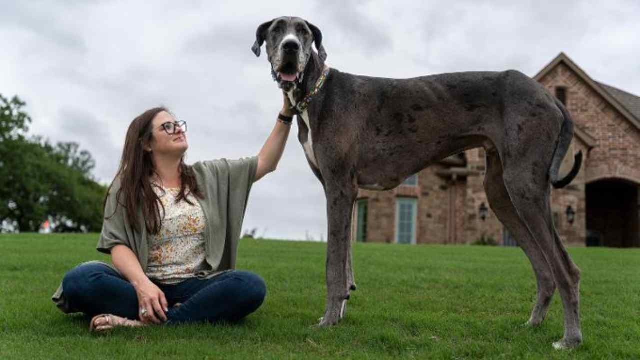 Zeus cane più alto del mondo 