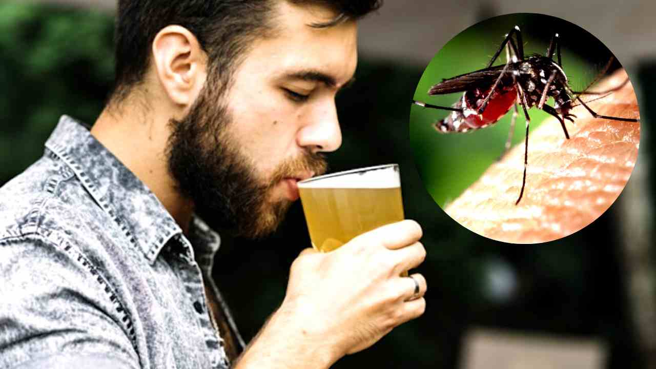 Bere birra attira le zanzare (chesuccede)