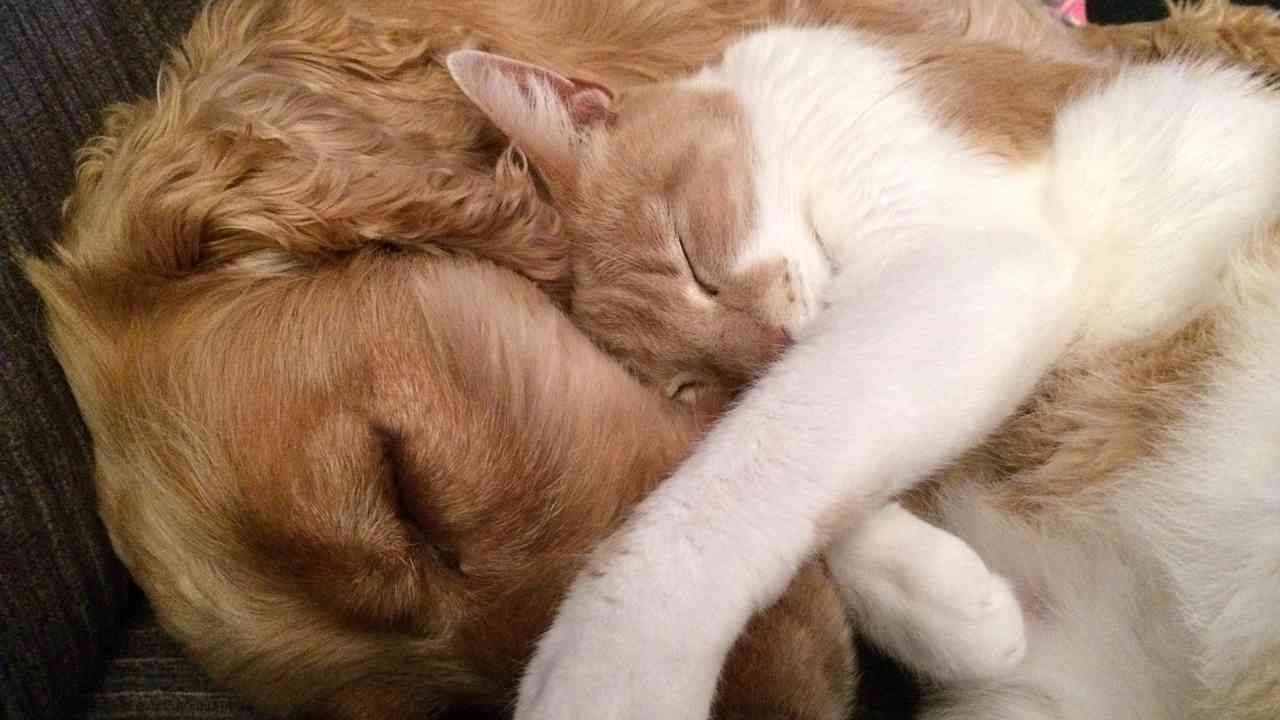 Cane e gatto (Credit Pixabay) 