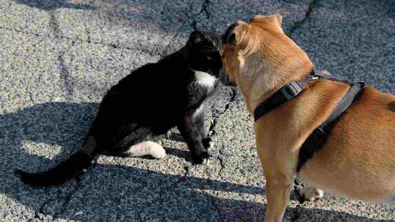 Cane e gatto rivalità (Fonte Pixabay)