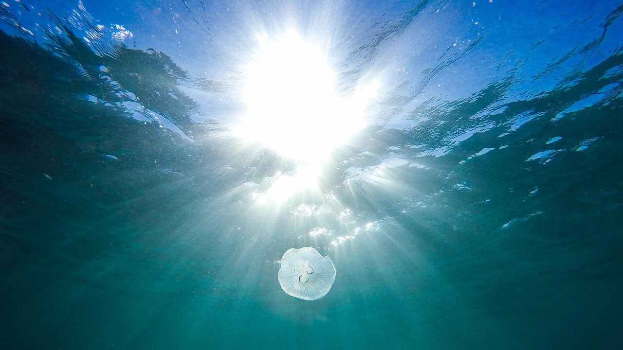 Medusa in acqua (Fonte Pixabay)