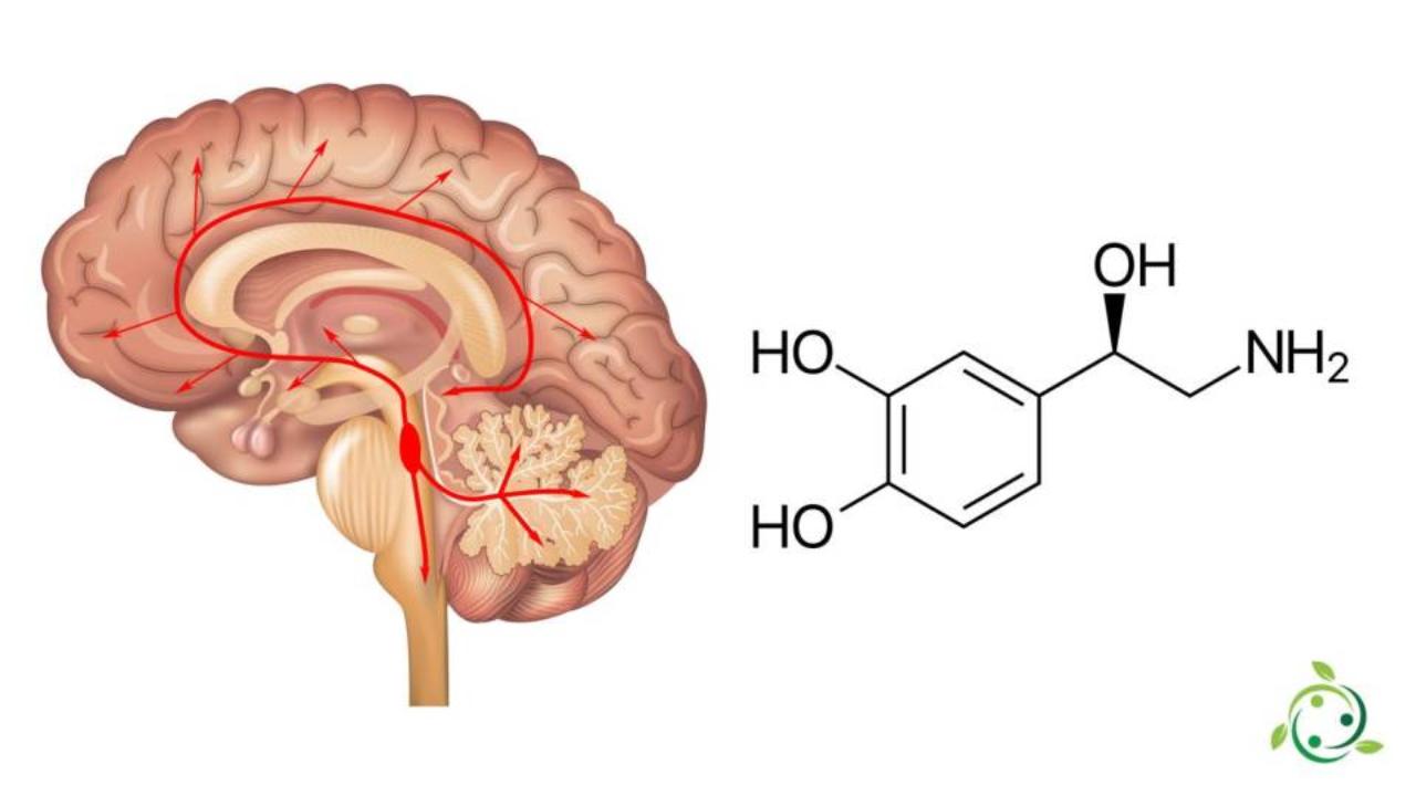  Noradrenalina (Fonte web)