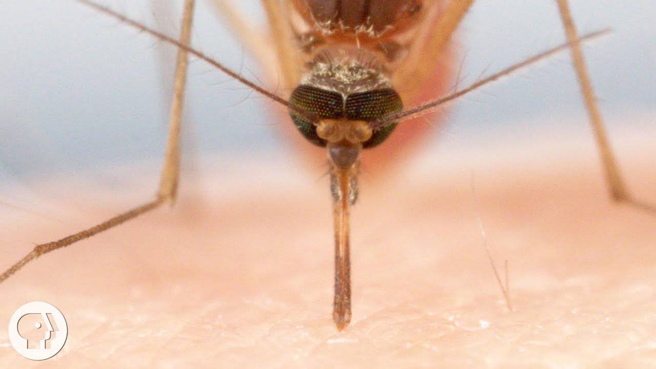 Puntura di zanzara(Fonte Web)