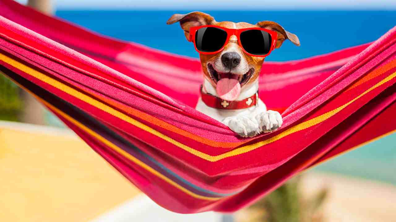 Spiagge per cani ( javier brosch - Fotolia)