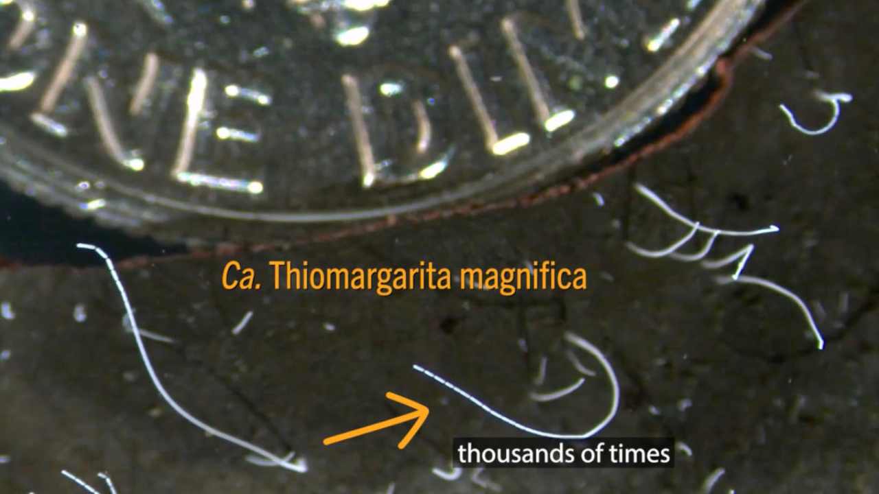 Thiomargarita magnifica (Fonte web)