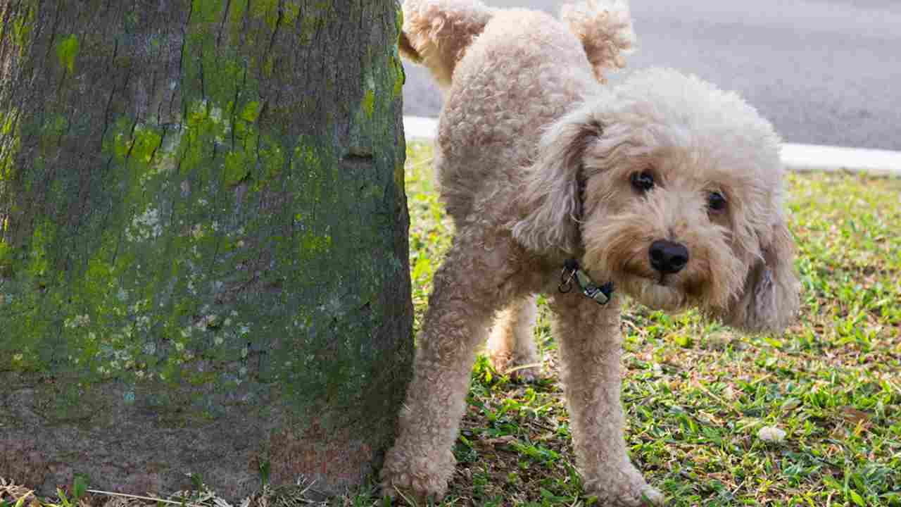 Cane fa pipì(chesuccede15/07/2022)