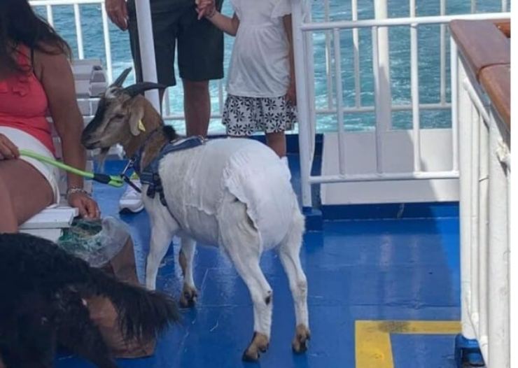 Capra sulla nave