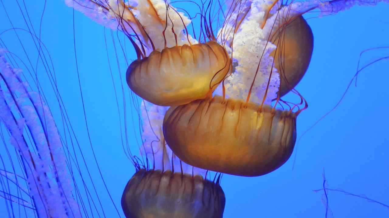 Attacco di meduse cosa fare