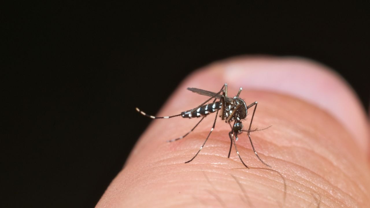 Zanzara repellenti naturali