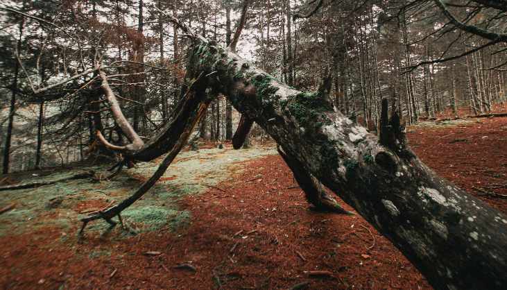 Albero cade sulla strada