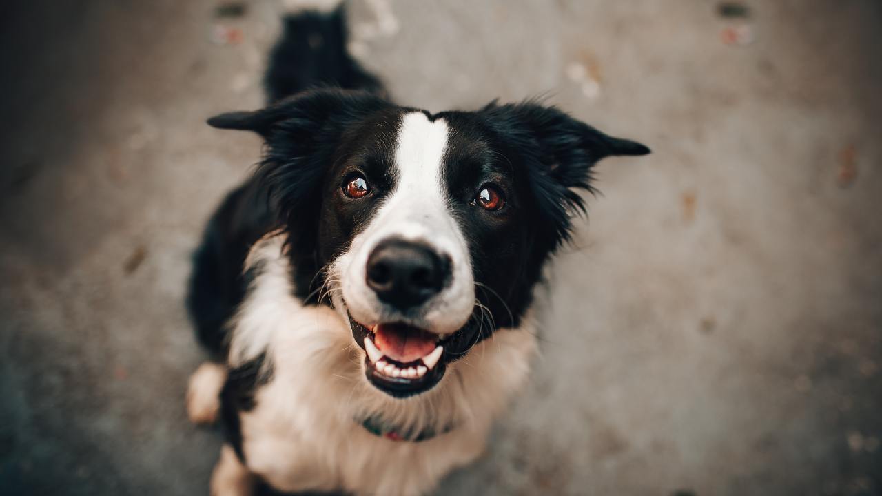 Reazione dei cani quando vedono il loro padrone