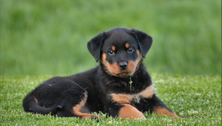 Cani piangono quando vedono il loro padrone