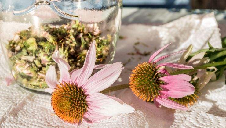 Echinacea per difese immunitarie