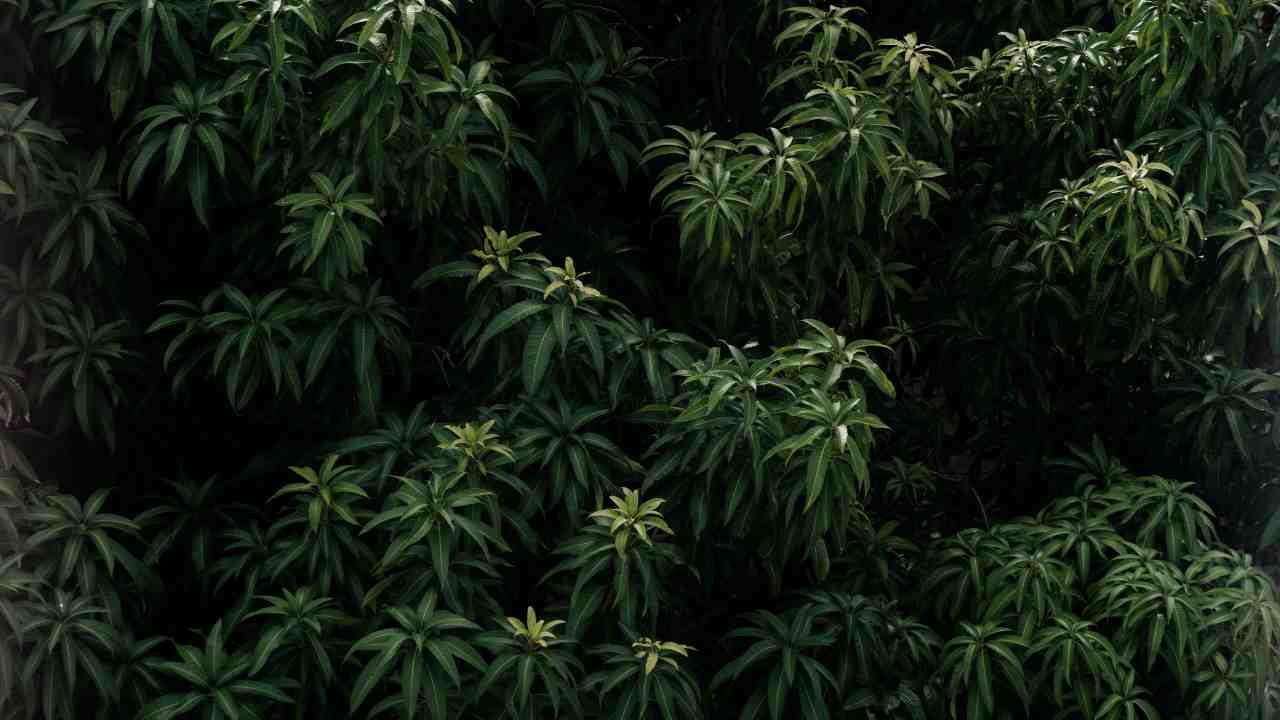 Uomo arrestato per aver coltivato marijuana