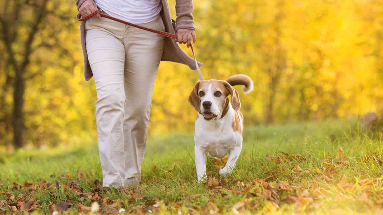 Passeggiata con il cane 