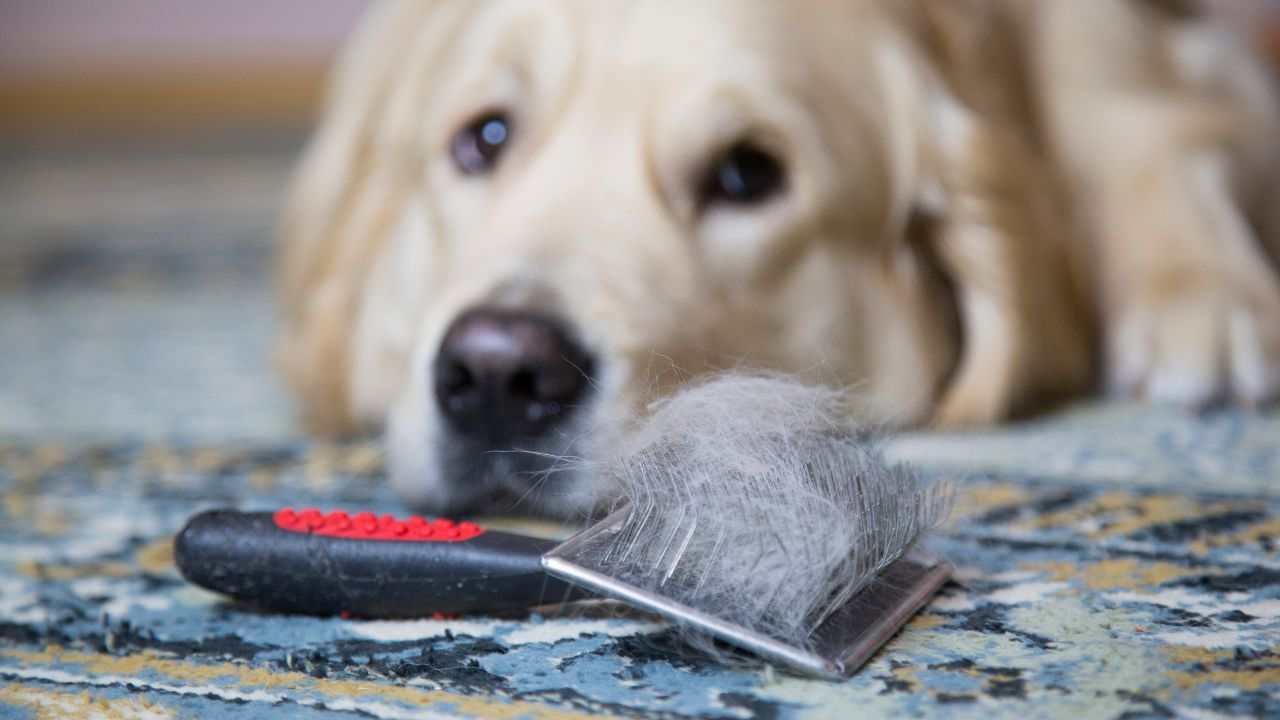 Peli del cane come eliminarli