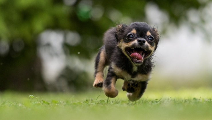 Se il tuo cane fa così potrebbe appartenere a questa categoria