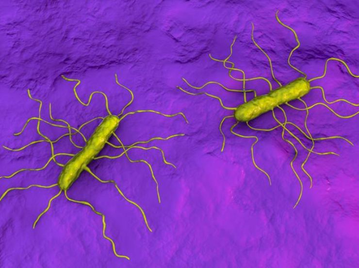 Listeria colpisce un uomo di 80 anni