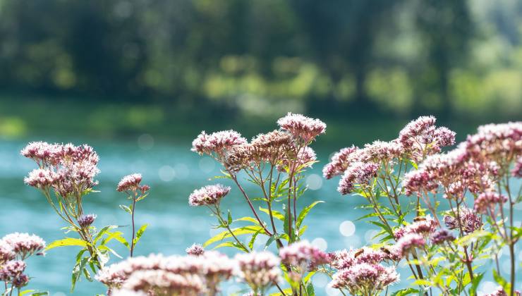 la valeriana è un ottimo metodo per combattere l'insonnia