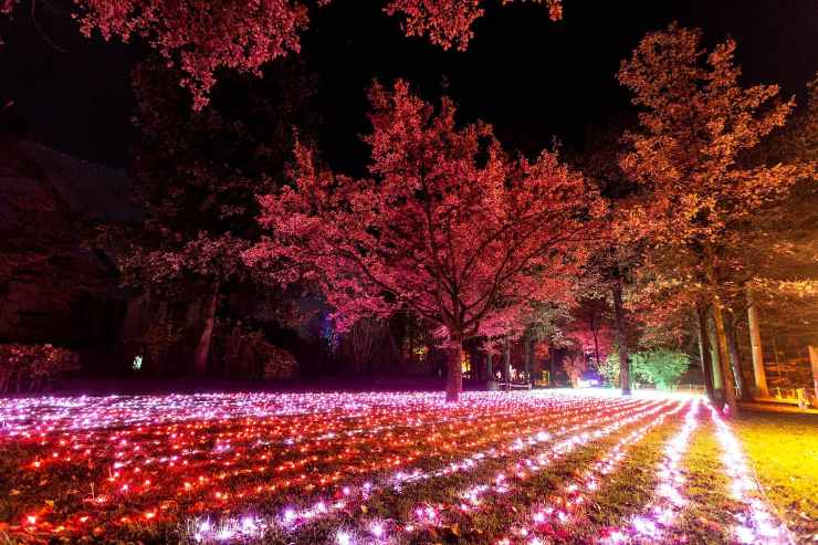 Orto Botanico a Roma pieno di luci