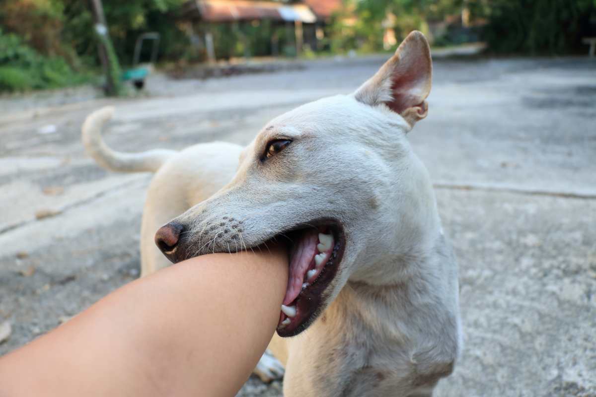 Attenzione al morso di un cane