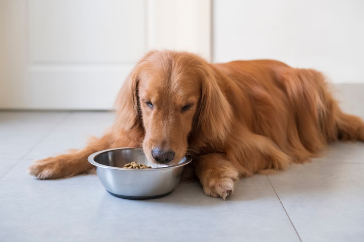 Un cane mangia del cibo