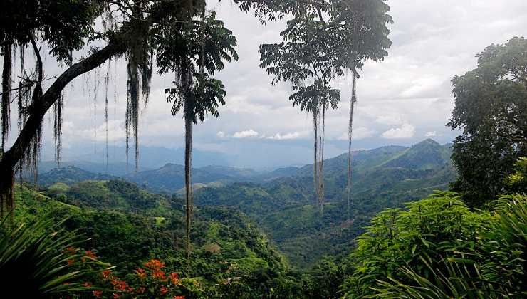 Foresta pluviale antica