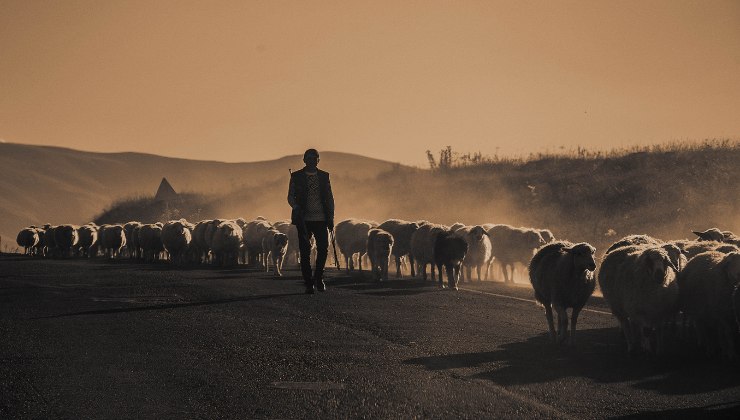 Matt Bell parla del motivo delle pecore in cerchio in Mongolia