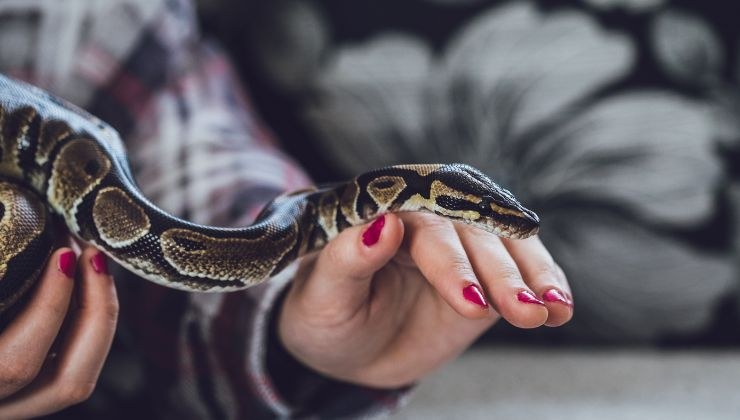 psico test mano serpente