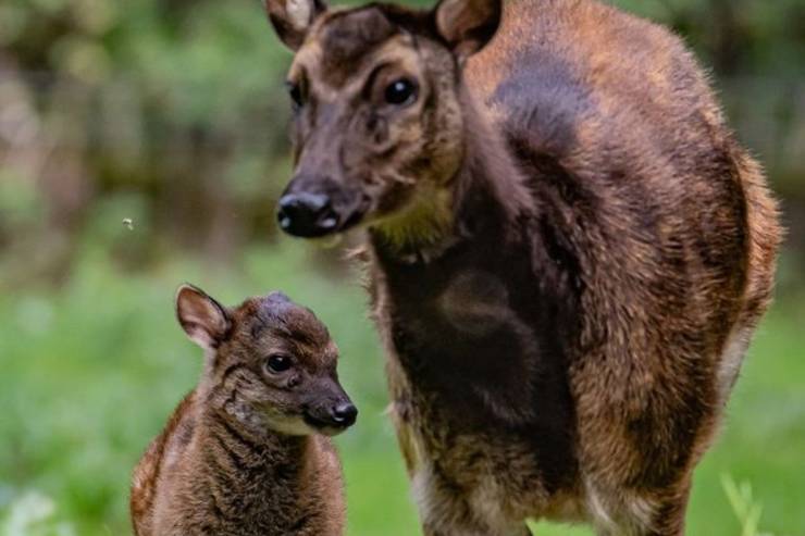 nato cucciolo specie estinzione zoo inglese