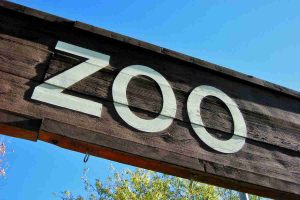 nato cucciolo specie estinzione zoo inglese